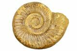 Polished Jurassic Ammonite (Kranosphinctes) - Madagascar #293942-1